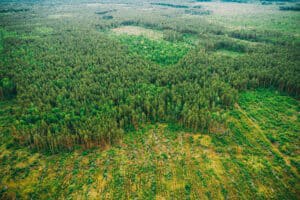 EU-Verordnung zur Vermeidung von Entwaldung (EUDR) – Die wichtigsten Änderungen für E-Commerce Seller